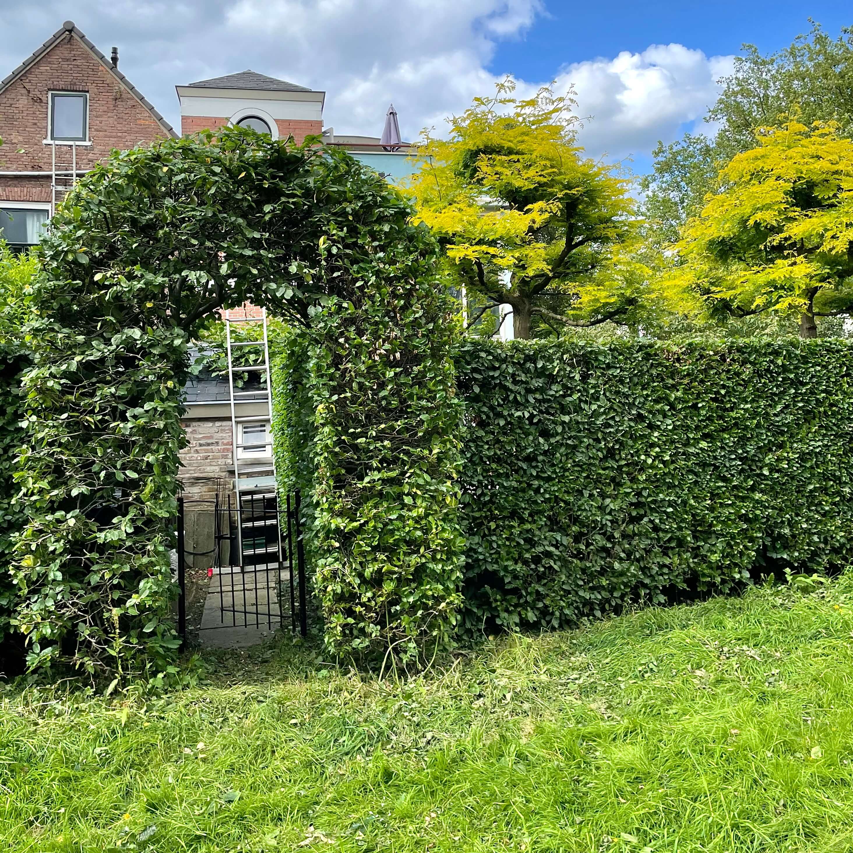 Professionally trimmed arch hedge completed by RYD Landscaping
