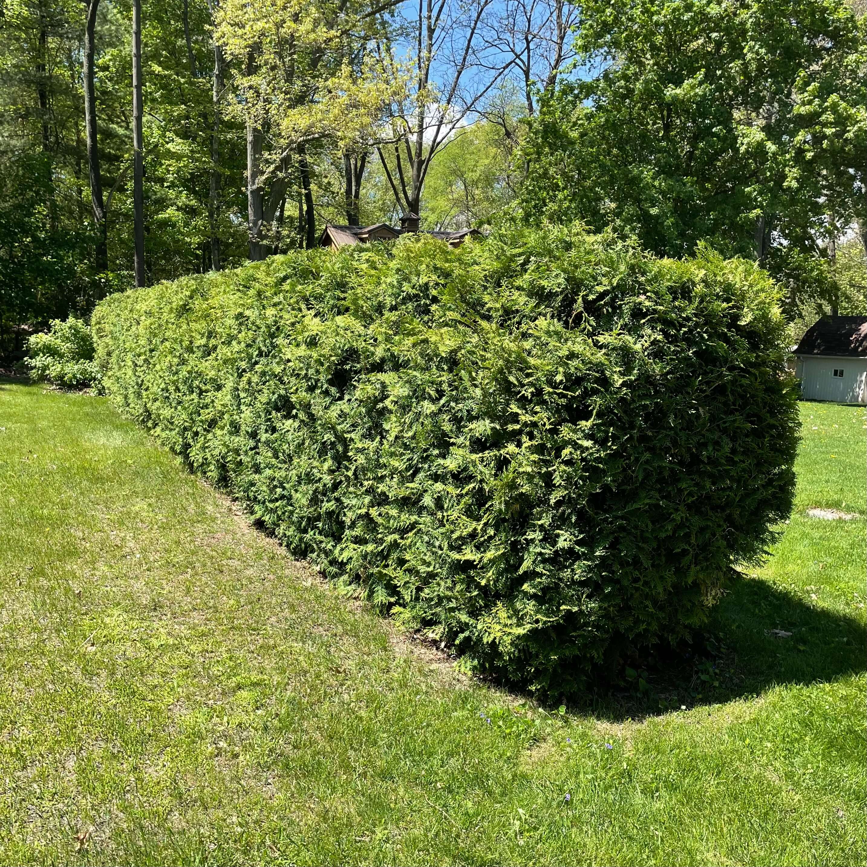 Expertly trimmed shrubs by RYD Landscaping in Delhi
