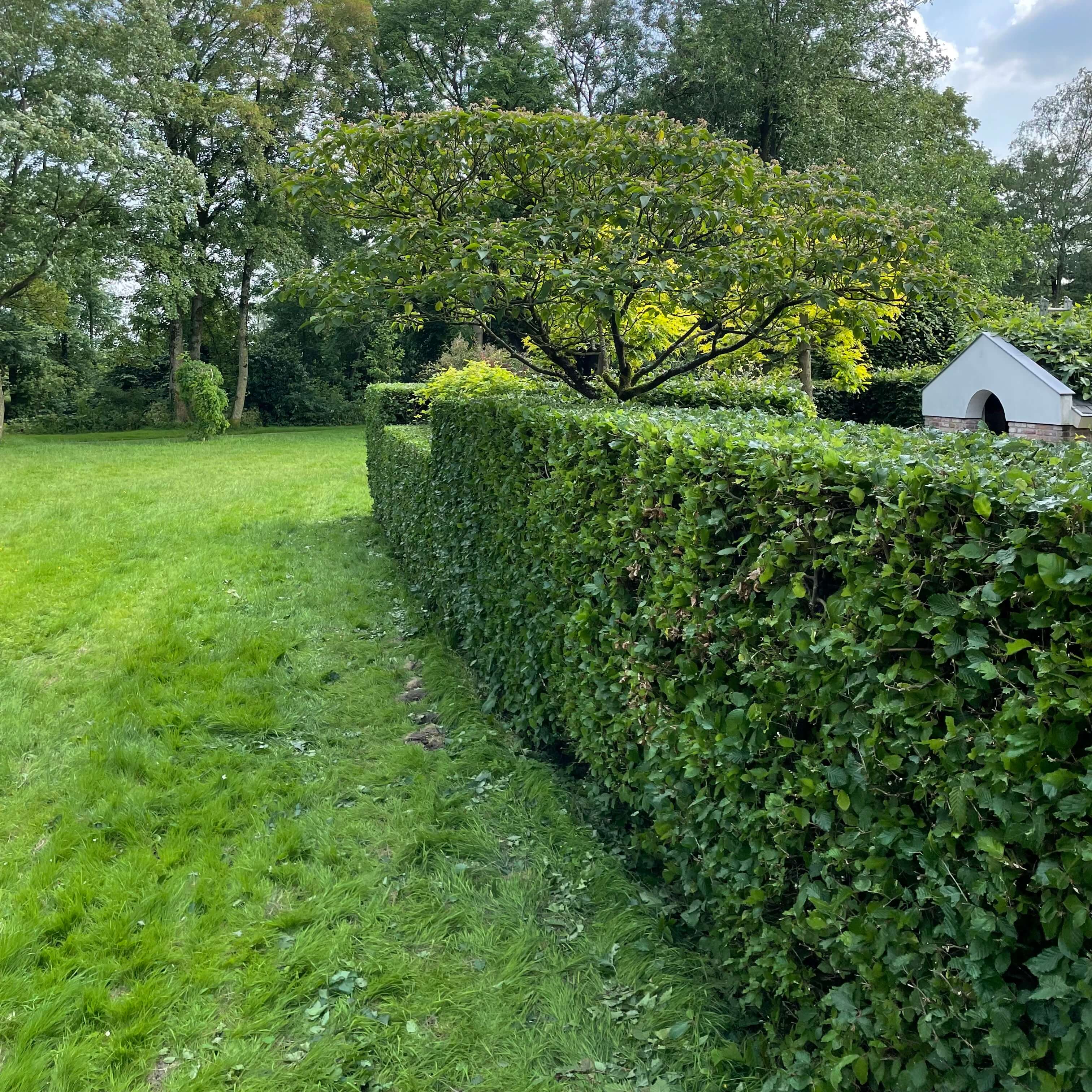 Professional hedge, bush, and shrub trimming service in Norfolk County by RYD Landscaping